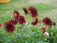 DSCN2552.webp