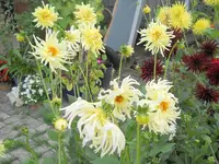 DSCN2554.webp