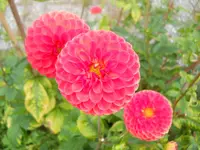 DSCN2561.webp