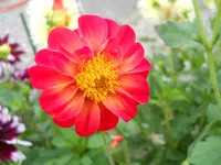DSCN2556.webp