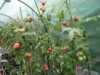 Tomaten1.webp