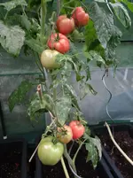 Tomaten2.webp