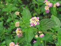 079.webp