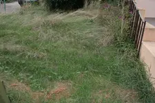 rasen_1.webp