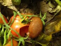 schnecke.webp