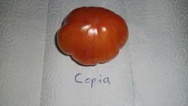 SAM_2426.webp