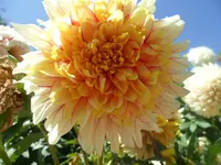 SAM_1524.webp