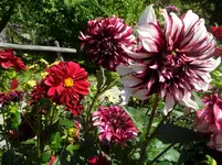 SAM_1526.webp
