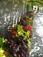 SAM_1513.webp