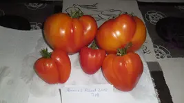 SAM_2419.webp