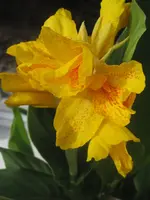 Canna lucifer.webp