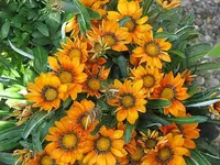 004.webp