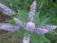 003.webp