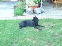 Anka (2).webp