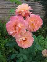 CIMG0803.webp