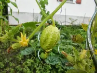 CIMG0815.webp