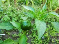 CIMG0835.webp
