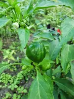 CIMG0836.webp
