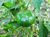 CIMG0838.webp
