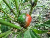 CIMG0839.webp