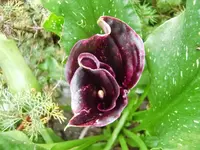 CIMG0995.webp