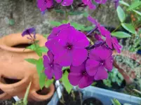 CIMG0802.webp