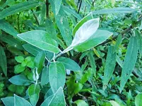 CIMG0898.webp
