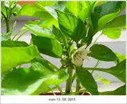 Paprikablüten.webp