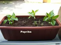 Paprika vom 10.Julli.webp