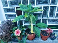 CIMG1000.webp