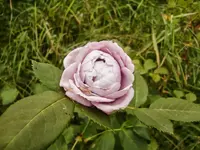 CIMG0983.webp