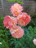 CIMG0967.webp