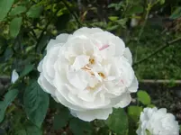 CIMG0965.webp