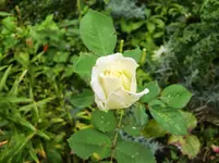 CIMG0978.webp