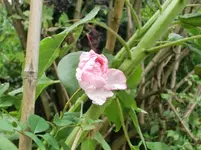 CIMG0989.webp