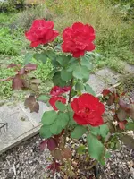 CIMG0992.webp