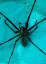 Spinne1.webp