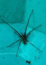 Spinne2.webp