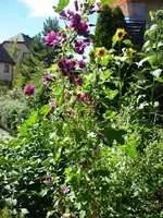 006.webp