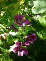 008.webp