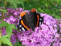 SAM_0779.webp