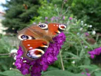 SAM_0753.webp