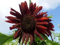 Sonnenblume.webp