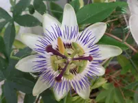 Passionsblume.webp