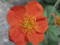 Gneum.webp