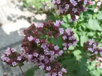 Oregano.webp