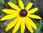 Rudbeckia.jpg