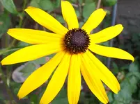 Rudbeckia.webp
