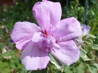 Gartenhibiskus.webp