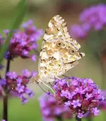 010.webp